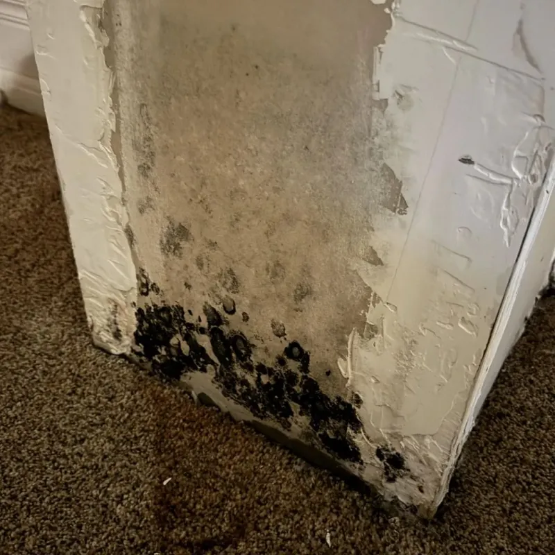 Professional Mold Removal in Purdy, MO